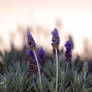 lavander plants