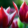 pair  tulips