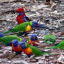 bunch of colourful parots