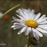 white petals