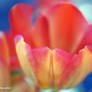 colourful tulip