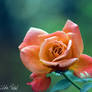 my beutiful rose