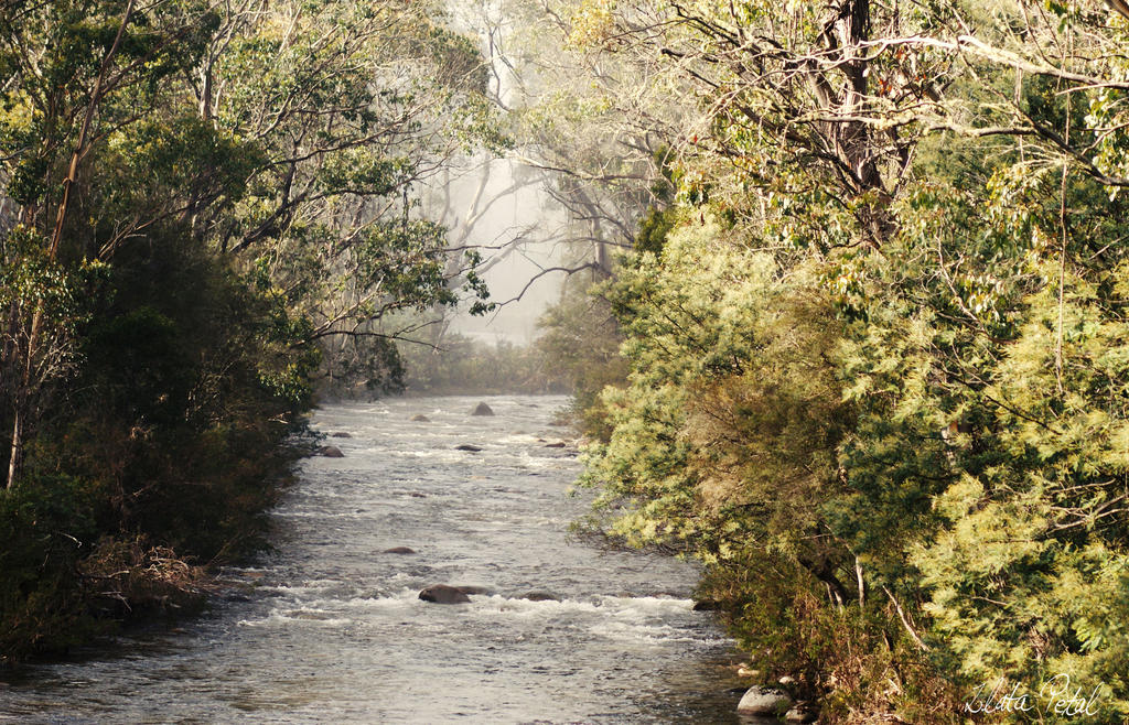 foggy river