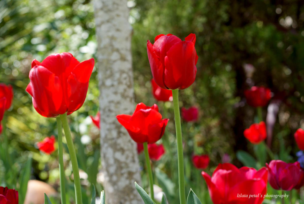 Leura gardens II