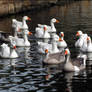 Ducks , birds, group