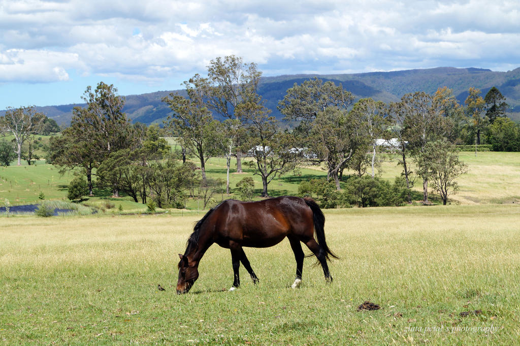 Beautiful horse