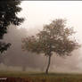 fog over fields