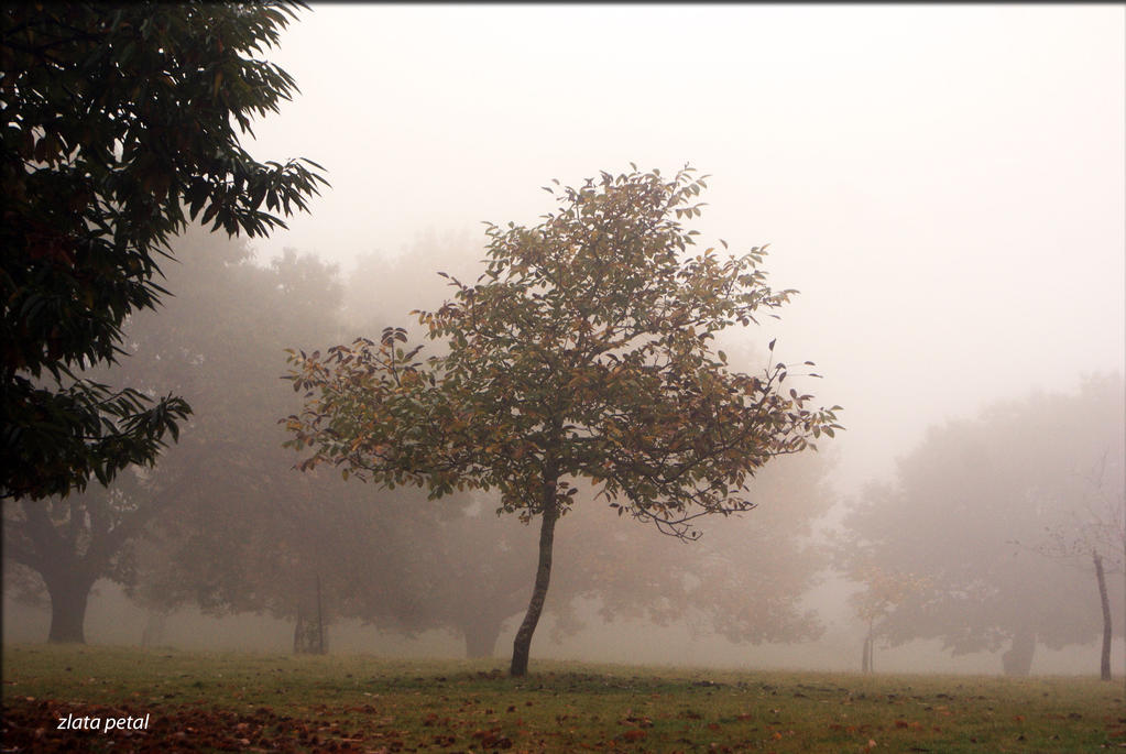 fog over fields by Zlata-Petal