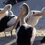 pelican bunch