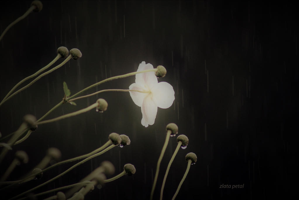 rain flower