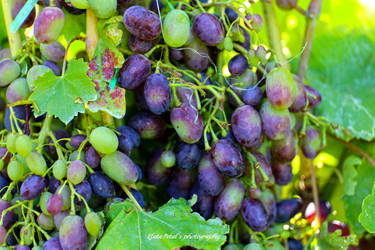 Large grapes