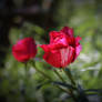 Red roses