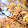 Apple leaves