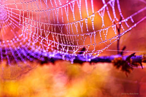 Spiders necklace