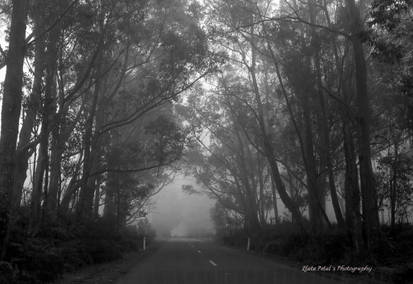 Foggy road