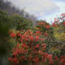 Flowering tree