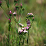 Tiny butterfly