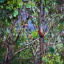 Colourful parrot