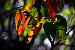 Colorful leaves