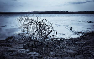 Cold winter at the lake