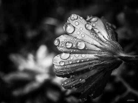 Drops on flower