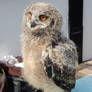 Young Great Horned Owl in Fairbourne