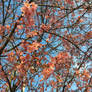 2020 Cherry Blossoms in Arlington, Virginia