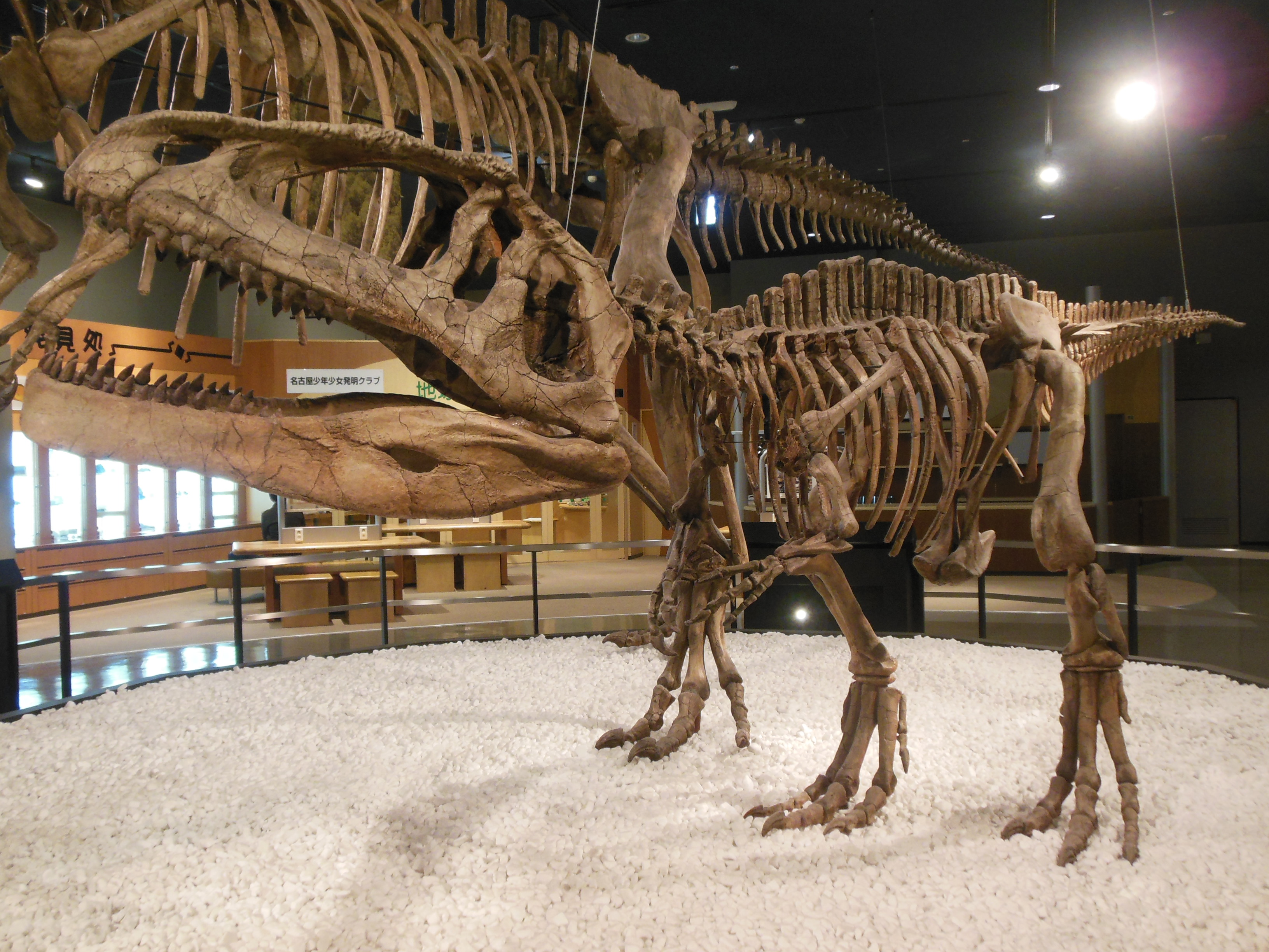 Mapusaurus roseae at Nagoyashikagakukan DSCN3871 by rlkitterman on ...