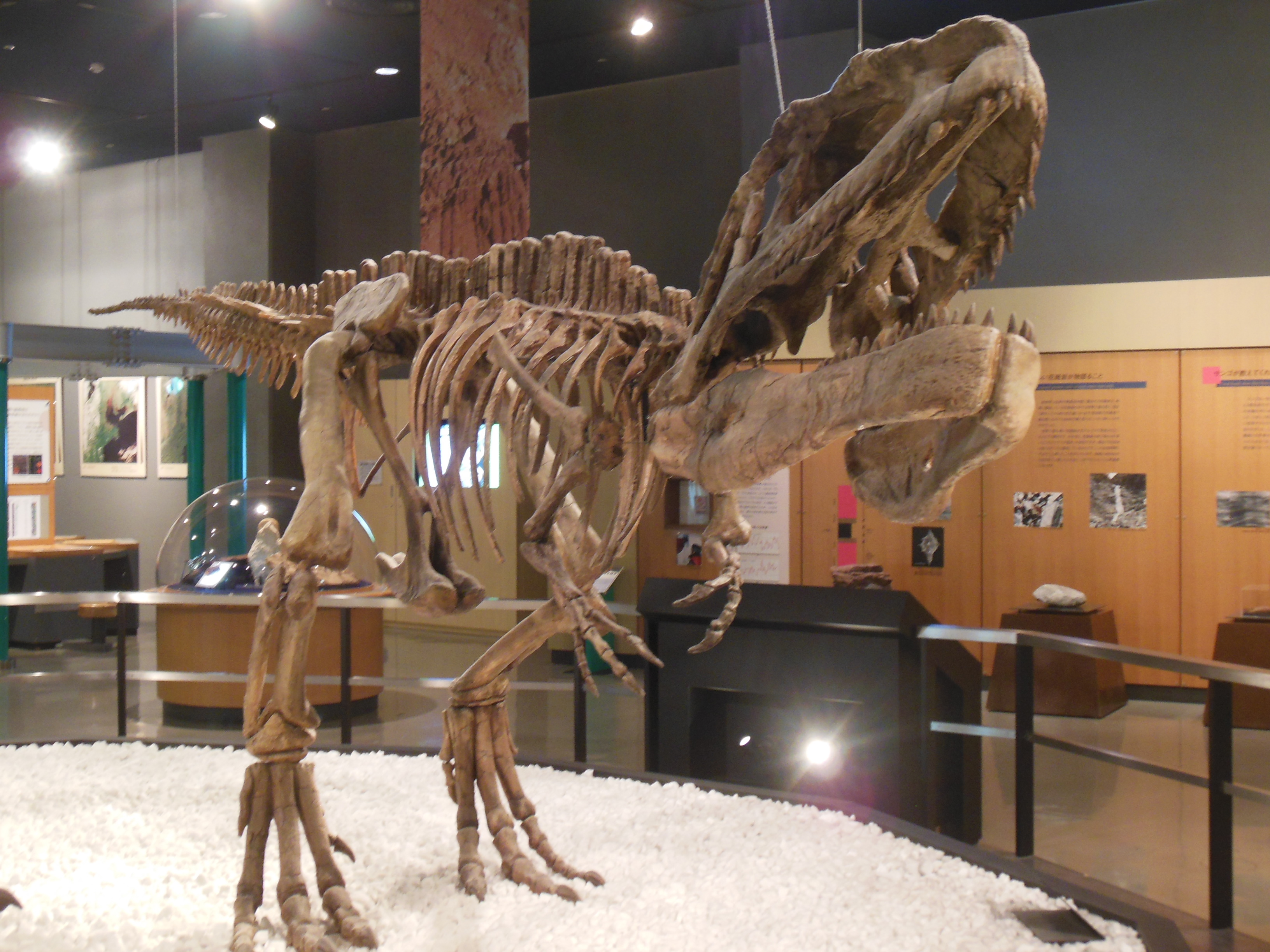 Mapusaurus roseae at Nagoyashikagakukan DSCN3872 by rlkitterman on ...