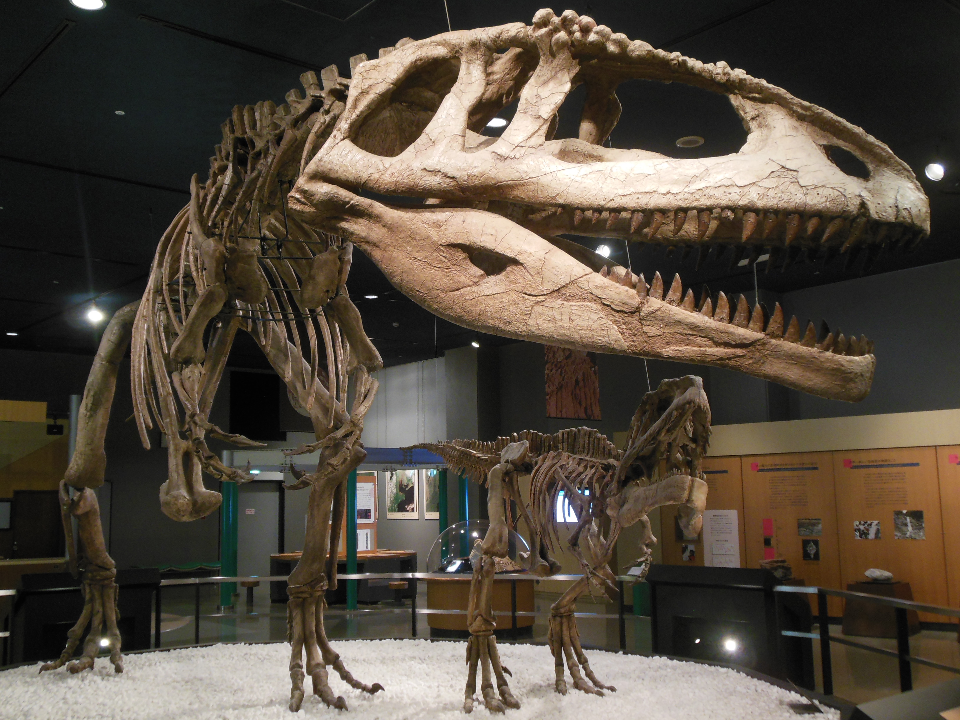 Mapusaurus roseae at Nagoyashikagakukan DSCN3873 by rlkitterman on ...