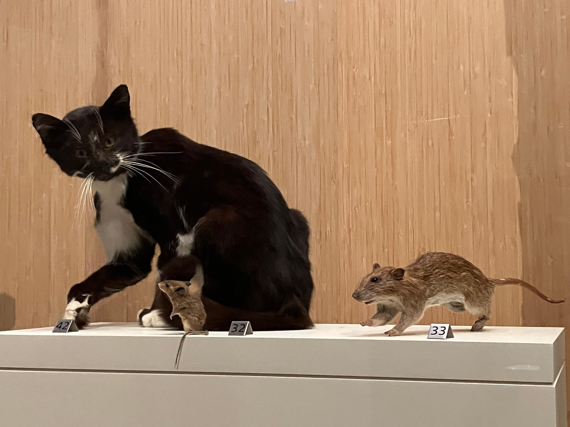 Mouse Cat Racoon Cat, Rat and Mouse IMG 7306 by rlkitterman on DeviantArt