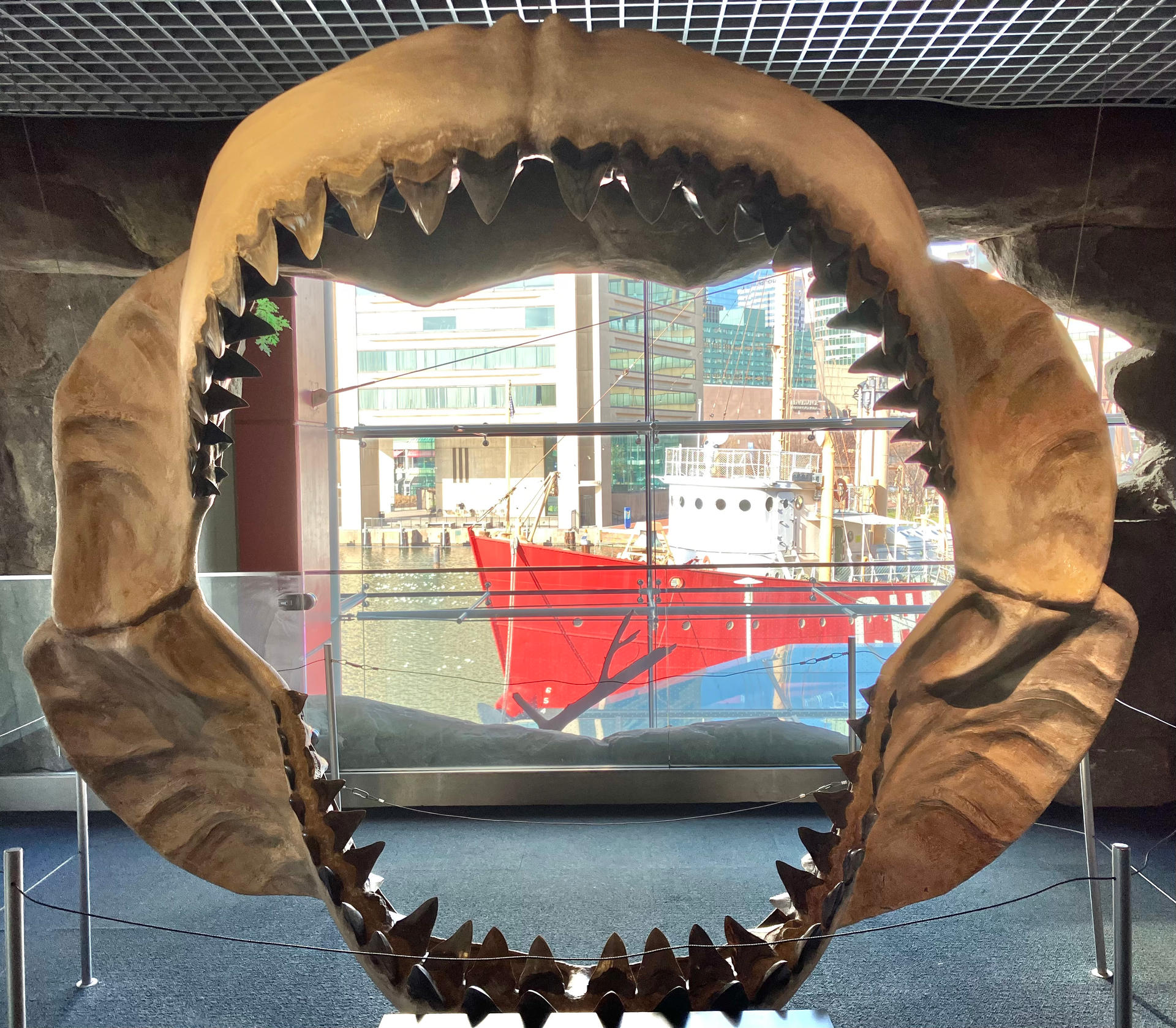 Megalodon Jaws IMG 0557 by rlkitterman on DeviantArt