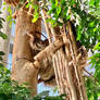 Sloth IMG 0820