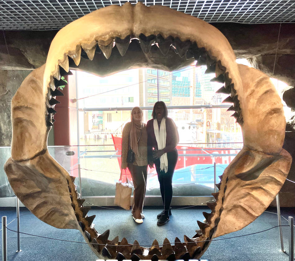 Megalodon Jaws IMG 0556 by rlkitterman on DeviantArt