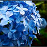 Blue Hydrangea