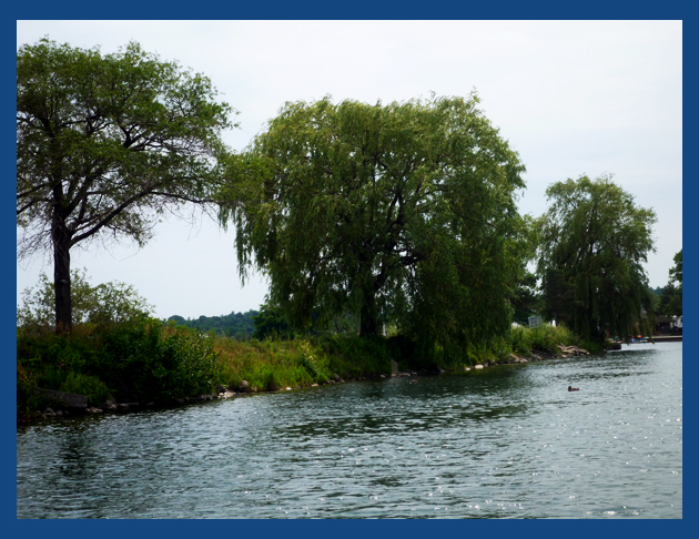 From The Boat - Water Trees