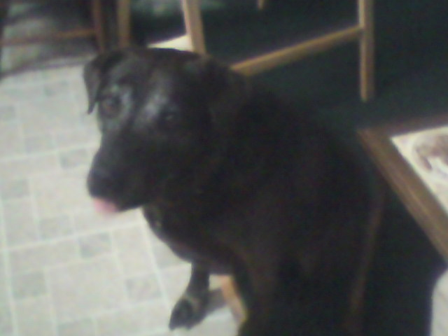 My Dog Sable