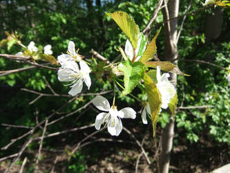 tree flowers