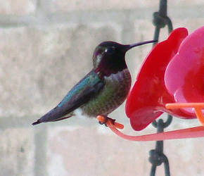 Anna's Hummingbird 1