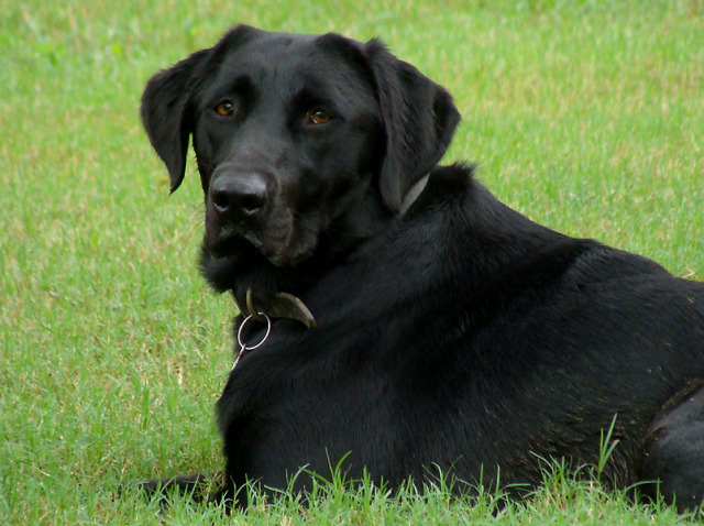 Labrador