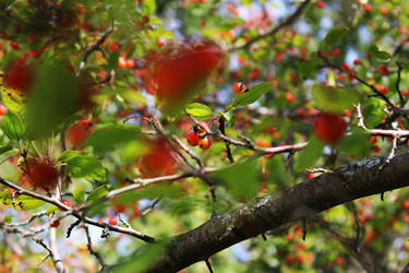 Red Berries