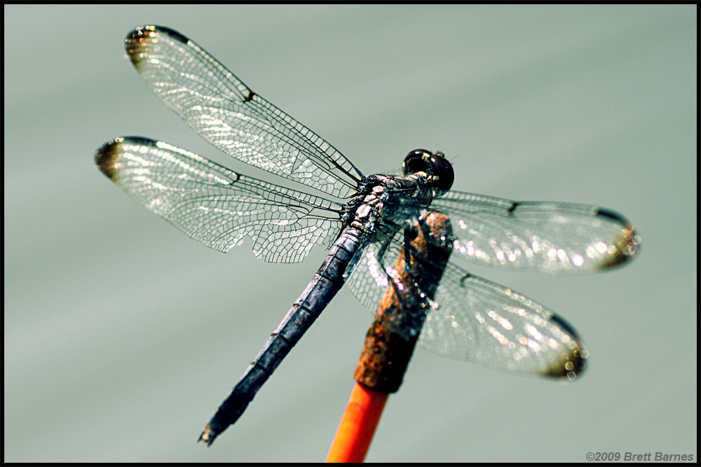 Stained Glass Wings