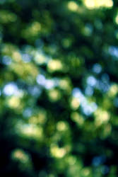 Bokeh-Green