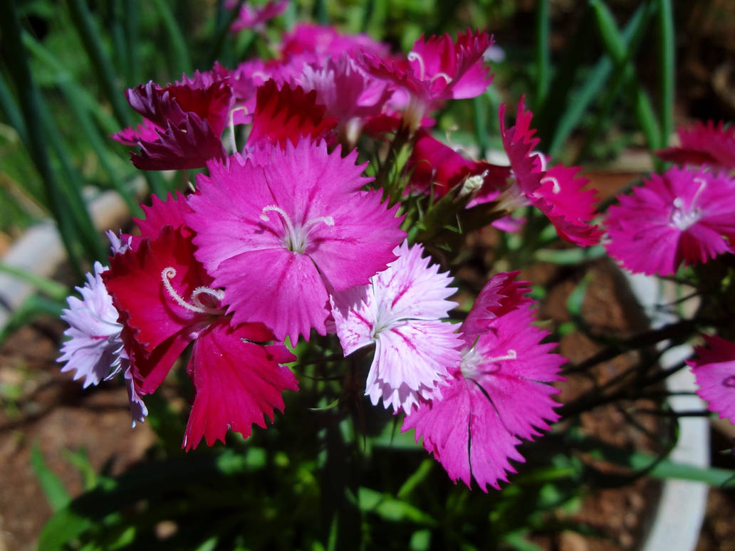 Gradation by DDEBB on DeviantArt