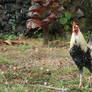 Chickens of Kauai