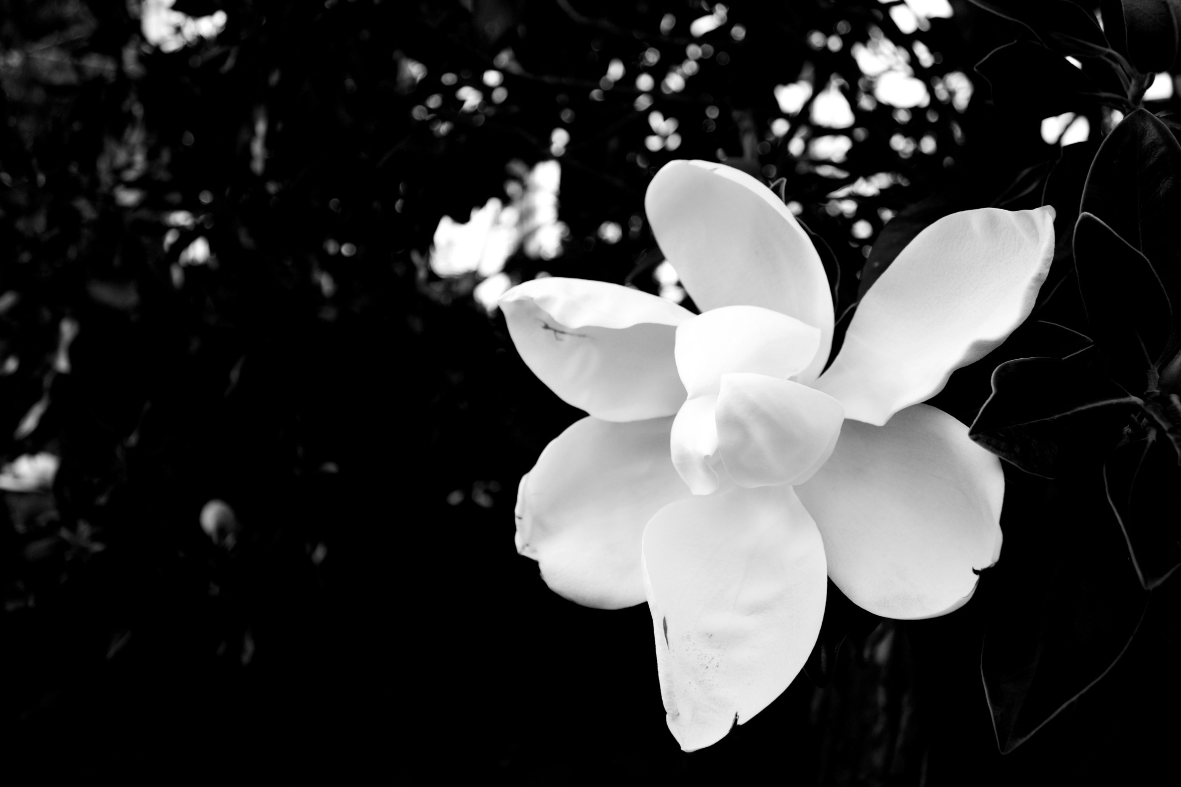 IMG 4649 - Week-5-Contrast