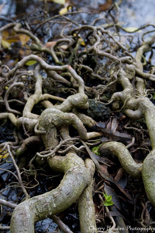 Doob Roots Roots. by Barbie-H on DeviantArt