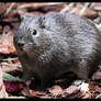 Brazilian guinea pig