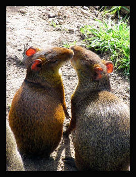 Agouti love