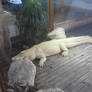 Albino Gator